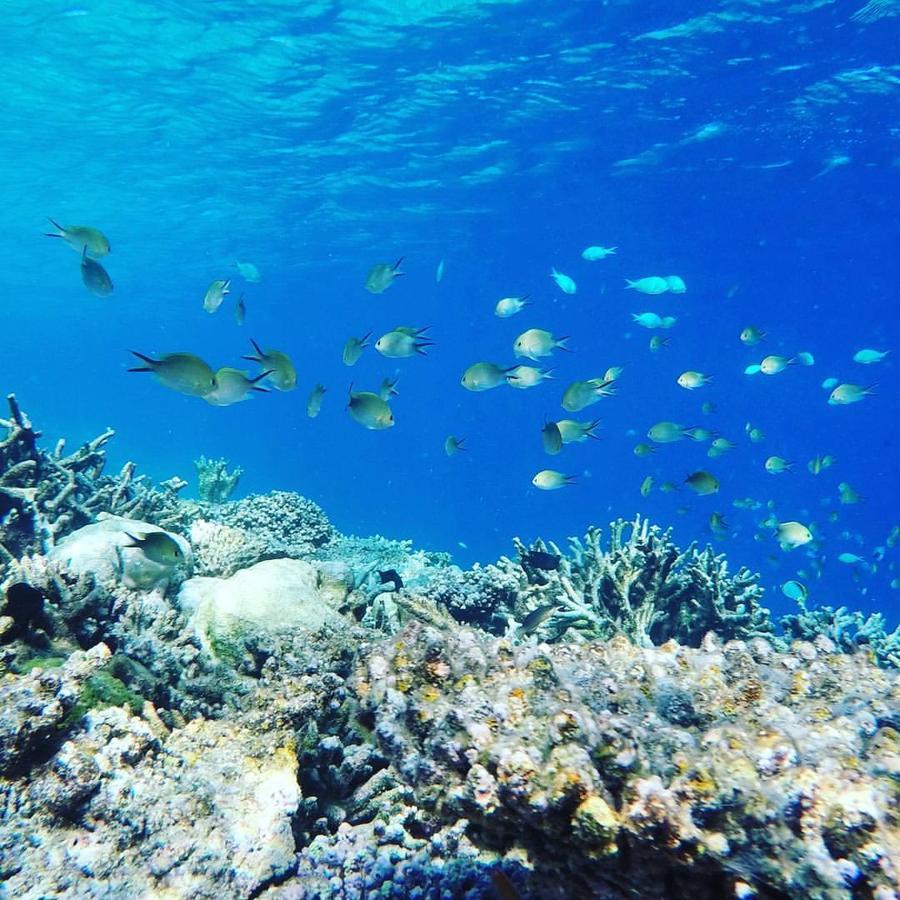 Summer Shade Maldives ดาราวานดูห์ ภายนอก รูปภาพ